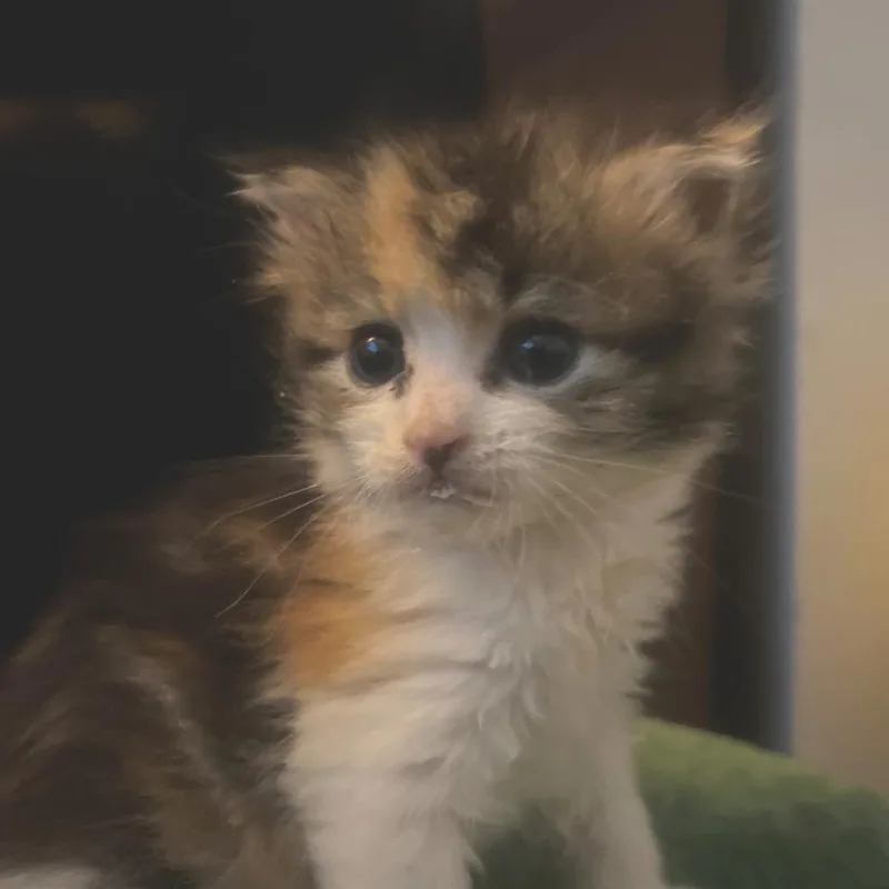 A baby small-sized female Domestic Long Hair cat named Willow for adoption in Port Townsend, WA