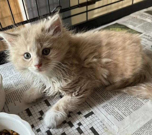 A young medium-sized male Buff & White Domestic Long Hair cat named Lazlo for adoption in Apollo, PA