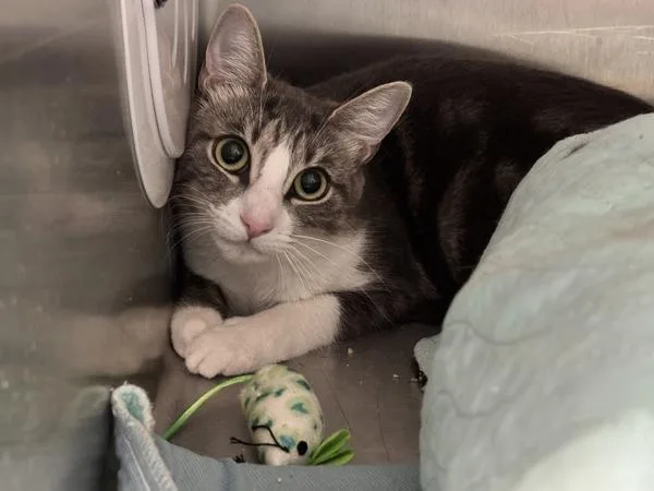 A young medium-sized female Domestic Short Hair cat named Luna for adoption in Ridgewood, NY