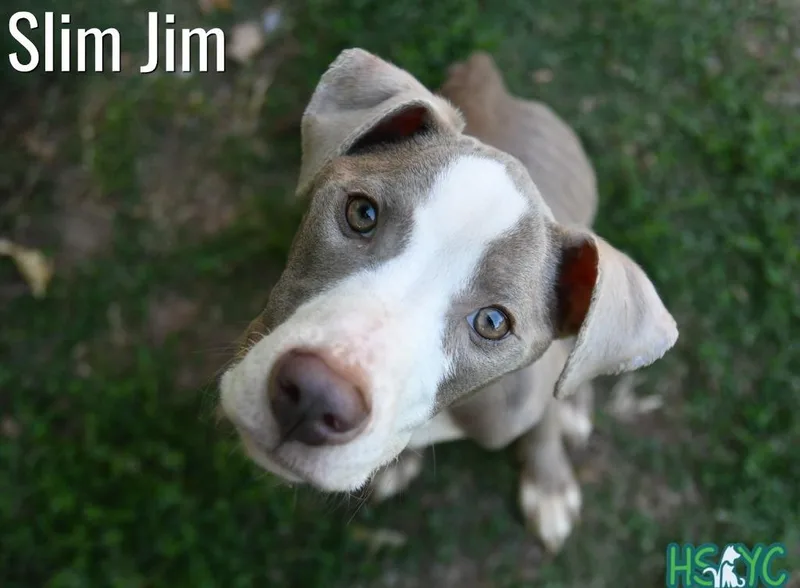 A young medium-sized male Terrier dog named Murphy for adoption in Fort Mill, SC