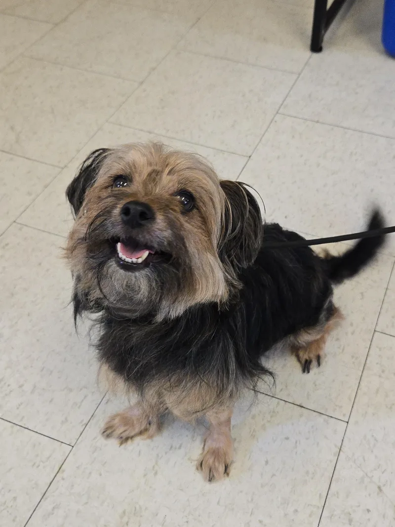 An adult small-sized female Yorkshire Terrier dog named Taz for adoption in Trenton, NJ