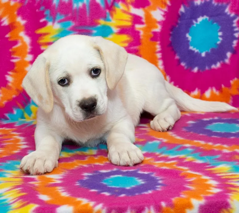 A baby medium-sized male Beagle dog named Teddy Bear for adoption in Troy, OH