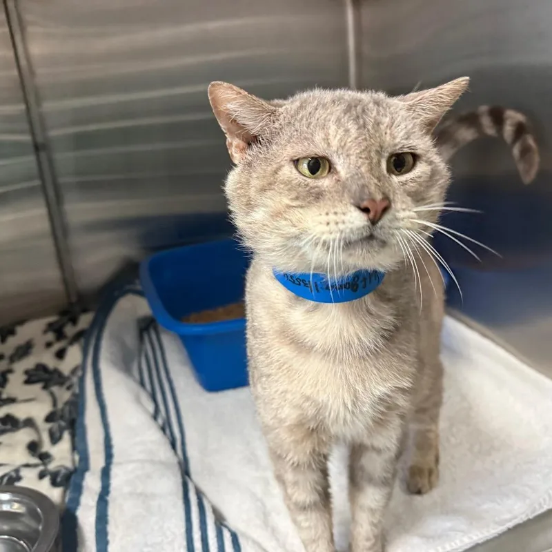 An adult large-sized male Gray / Blue / Silver Domestic Short Hair cat named Wolfgang for adoption in Lakeland, FL