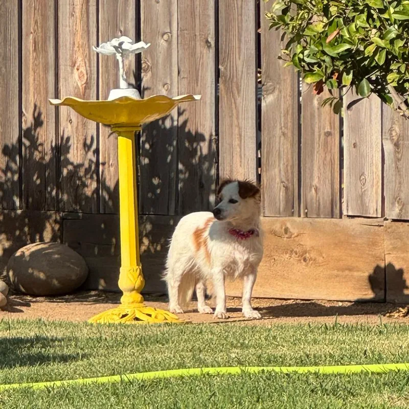 An adult medium-sized female White / Cream Mixed Breed dog named Pali for adoption in Fresno, CA