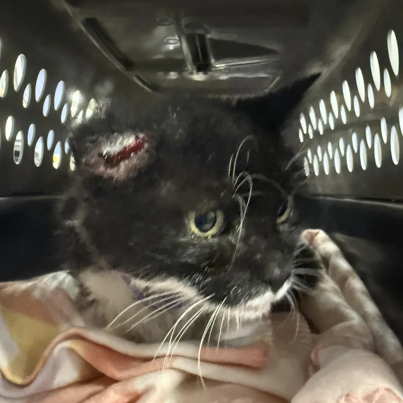 A senior medium-sized female Black & White / Tuxedo Domestic Short Hair cat named Maybelline for adoption in Oceanside, CA