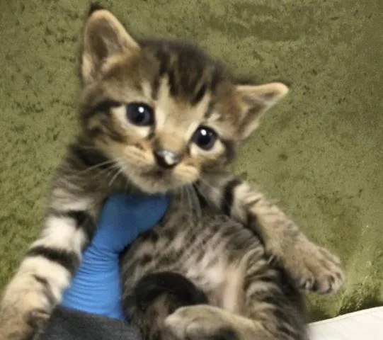 A baby small-sized male Domestic Short Hair cat named Michael for adoption in Riverside, CA