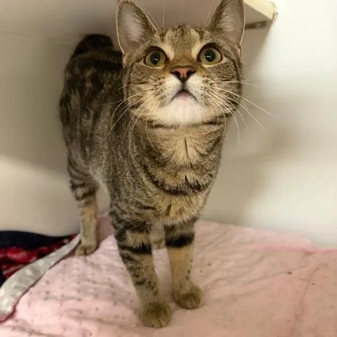 An adult medium-sized female Brown / Chocolate Domestic Short Hair cat named Cricket for adoption in Columbia, MO