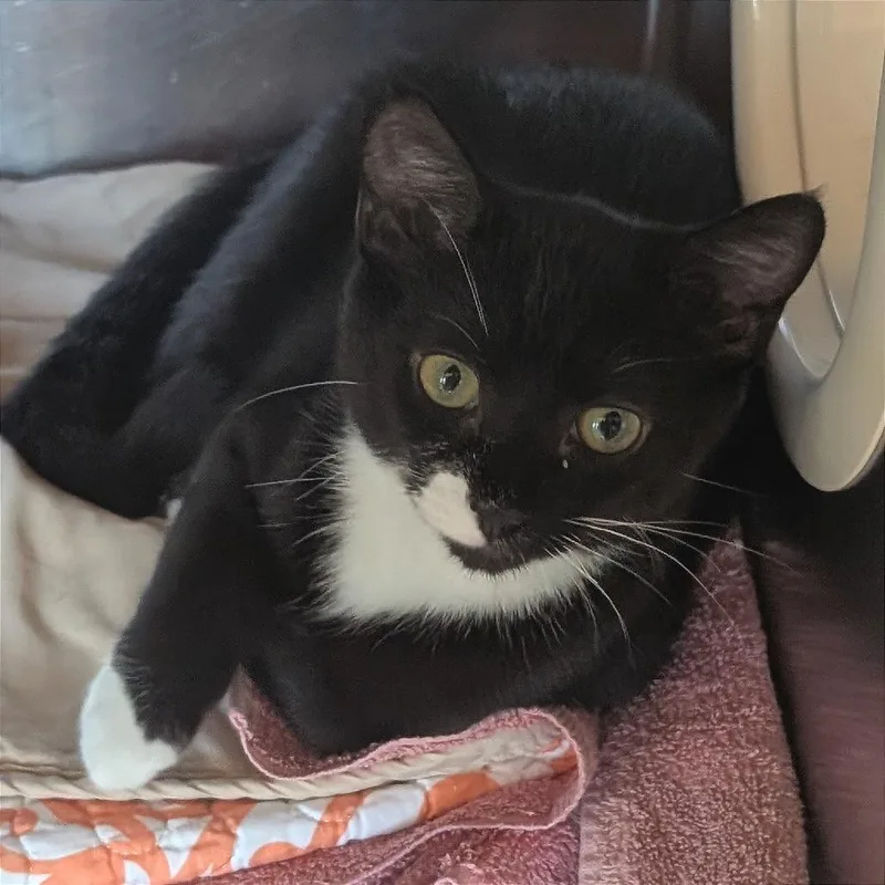 A baby small-sized male Black Domestic Short Hair cat named Bebop for adoption in Asheville, NC