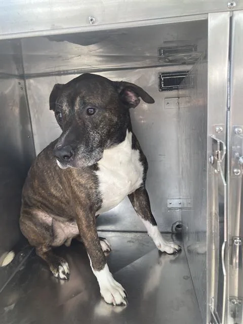 A senior large-sized male Mixed Breed dog named Boss for adoption in Dallas, TX