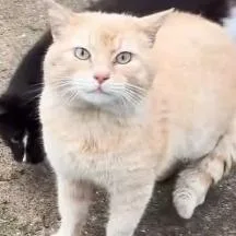 A young medium-sized male Orange / Red Domestic Short Hair cat named Miso for adoption in Cleveland Heights, OH
