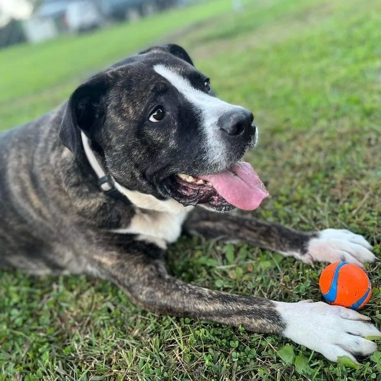 Knuckles thumbnail 2