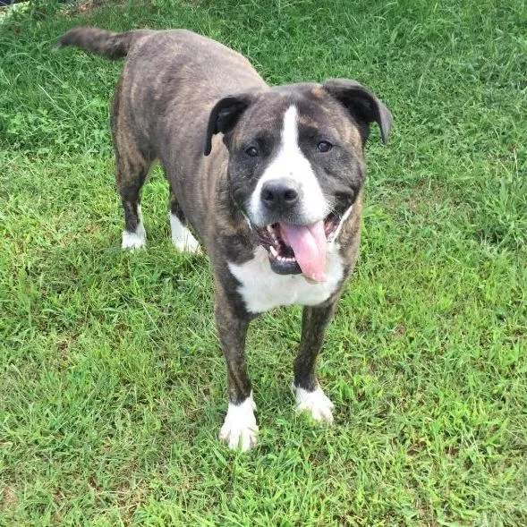 Knuckles thumbnail 3