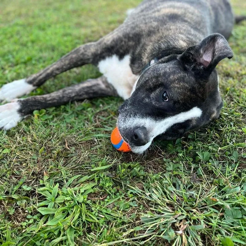 Knuckles thumbnail 4