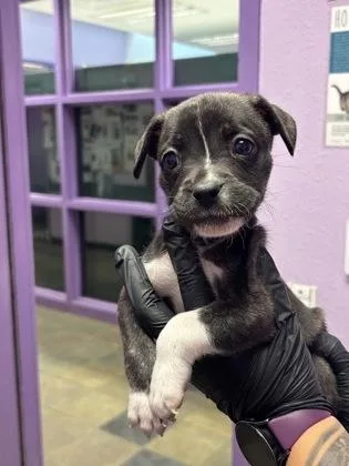 A baby medium-sized female Brindle Mixed Breed dog named 60842380 for adoption in El Paso, TX