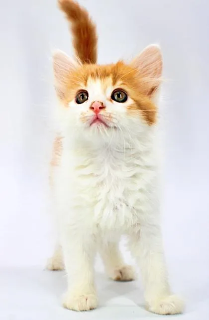 A baby small-sized male Domestic Short Hair cat named Parmesan for adoption in Morton Grove, IL