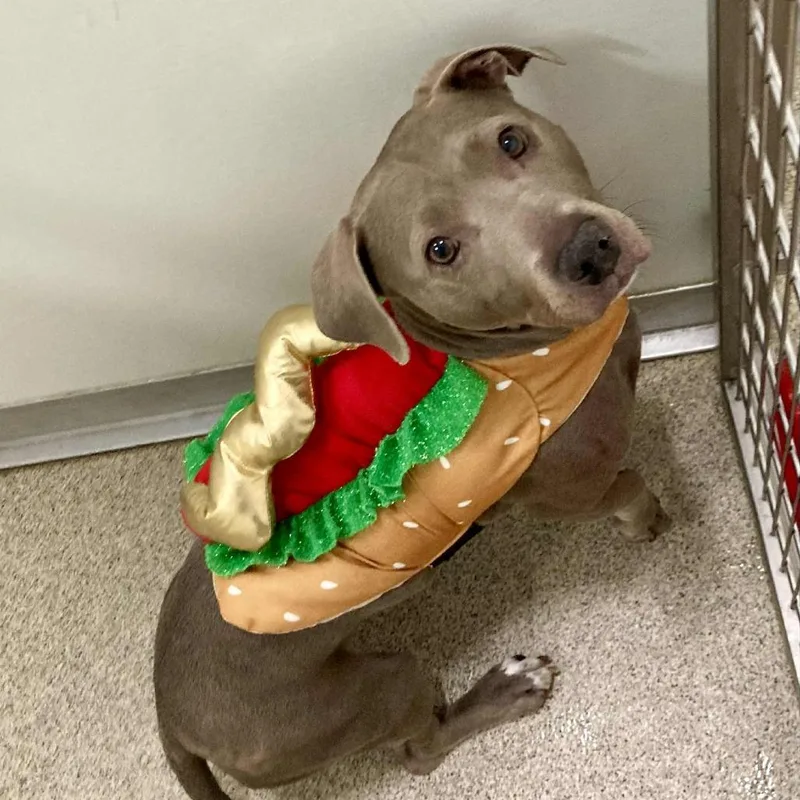 An adult medium-sized female Gray / Blue / Silver Mixed Breed dog named Lucy for adoption in Ballston Spa, NY