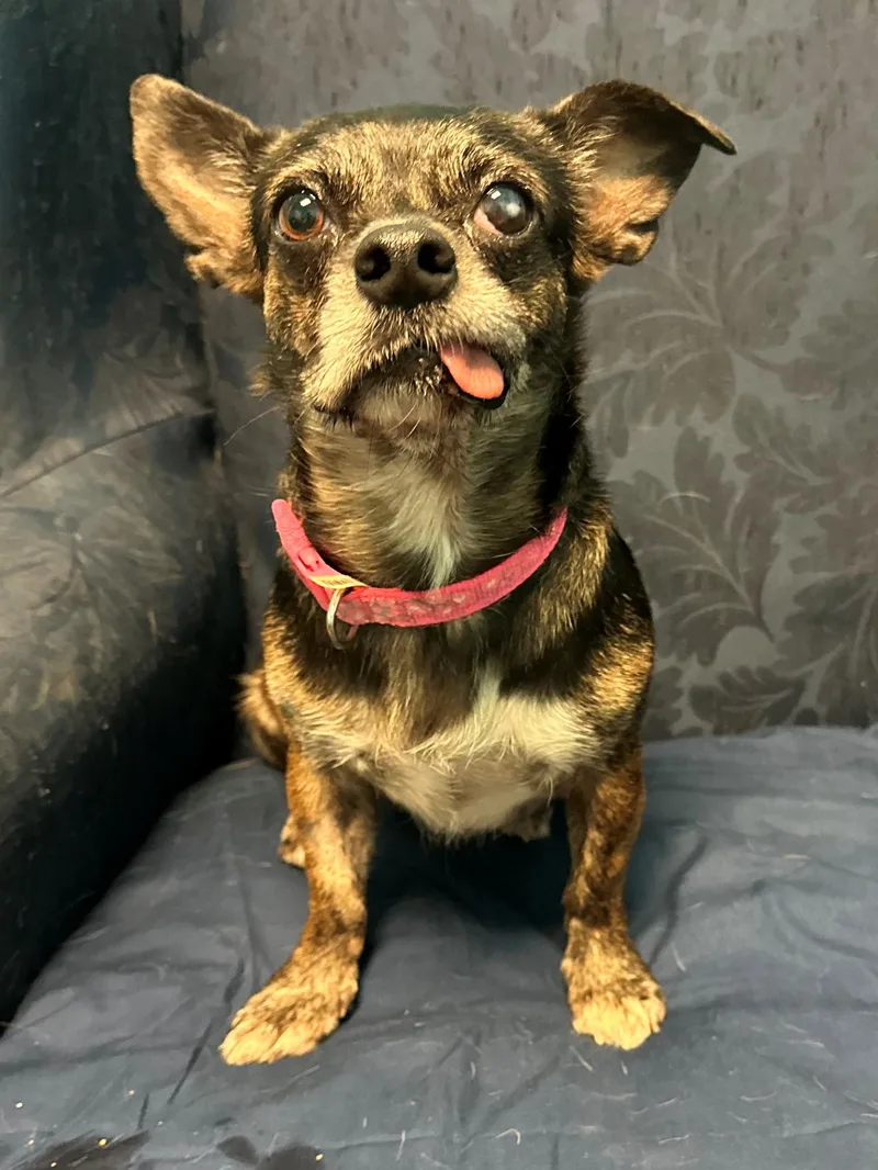 An adult small-sized female Chihuahua dog named Sherry for adoption in Walker, LA