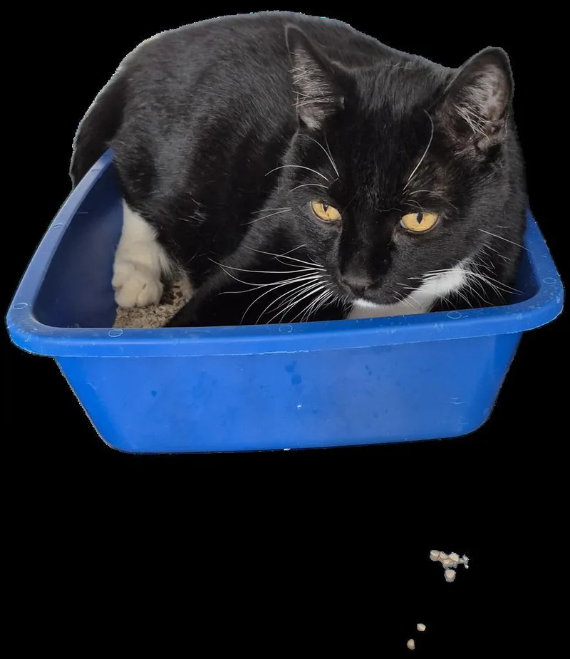 A senior medium-sized female Domestic Short Hair cat named Bella for adoption in Pahrump, NV