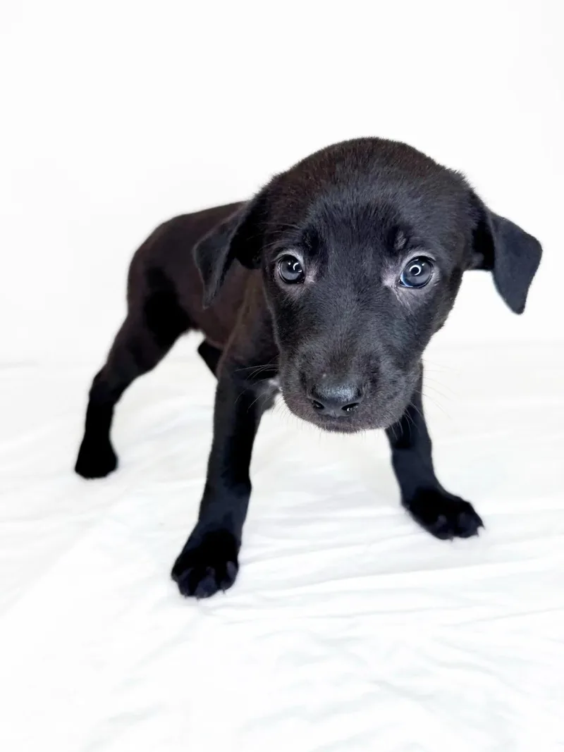 A baby medium-sized female Black Australian Cattle Dog / Blue Heeler dog named Amity for adoption in Bixby, OK