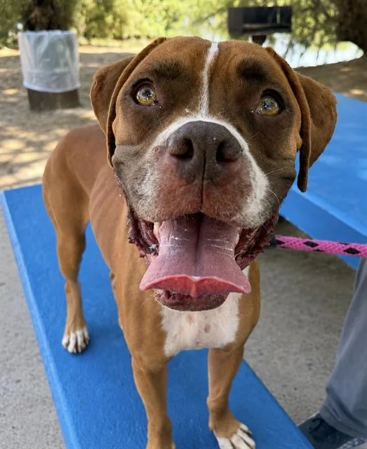 A young medium-sized male Boxer dog named Striker for adoption in Tucson, AZ