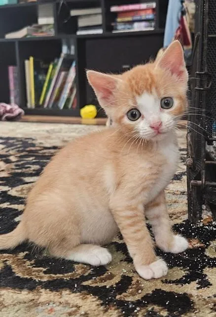A baby small-sized male Domestic Short Hair cat named Charleston Chew for adoption in Fort Walton Beach, FL