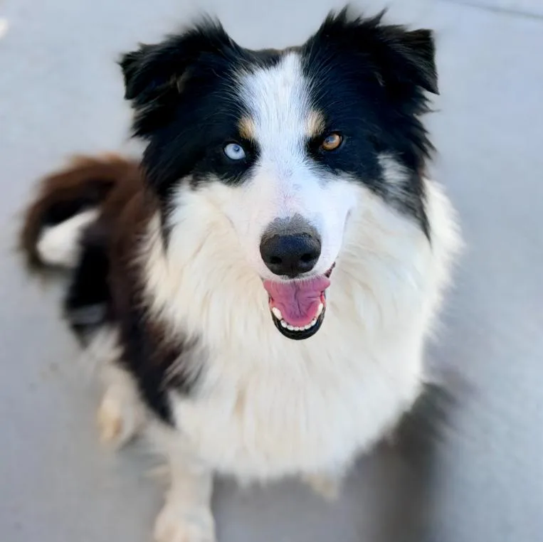 An adult medium-sized female Black Border Collie dog named Luna for adoption in Mead, CO