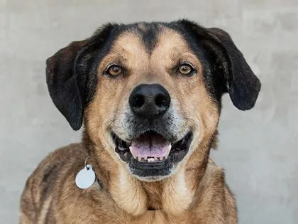A senior medium-sized male Mixed Breed dog named Thunder for adoption in Longmont, CO