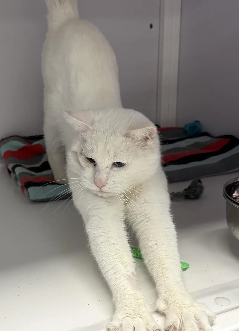 Milli Vanilli thumbnail 2