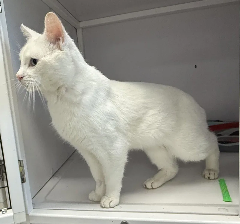 Milli Vanilli thumbnail 3