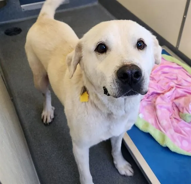 An adult large-sized male Labrador Retriever dog named Neo for adoption in St. Louis, MO