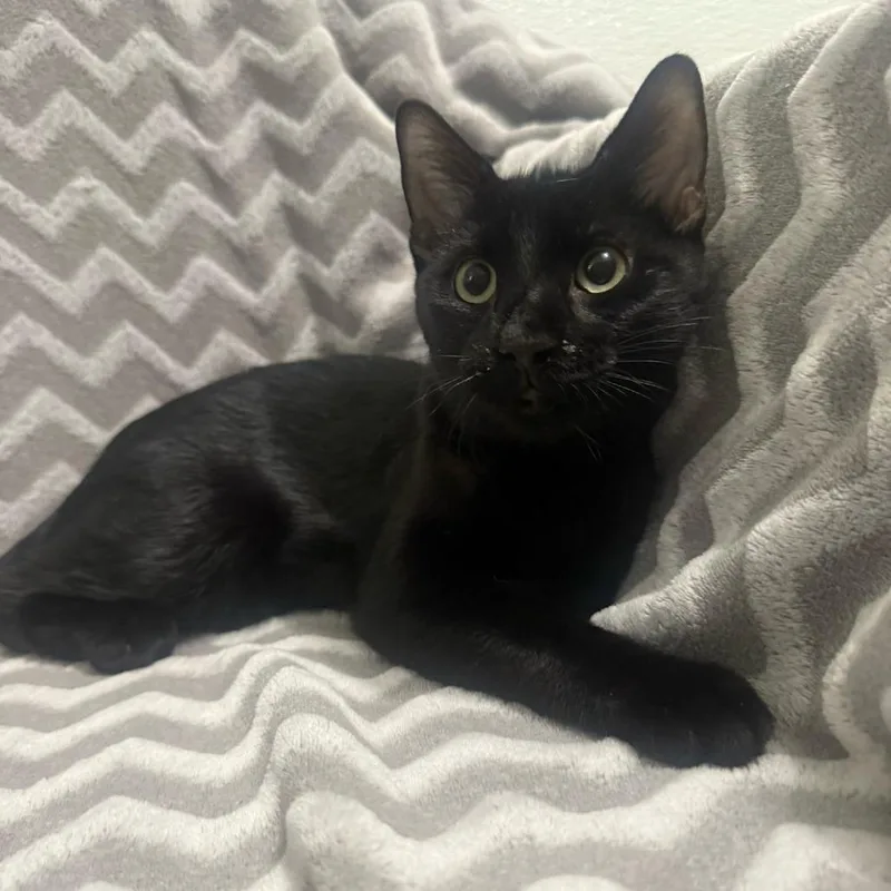 A baby small-sized male Black Domestic Short Hair cat named Mewtwo for adoption in Brea, CA