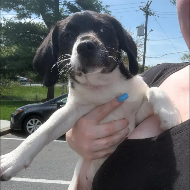 A baby small-sized female Black Beagle dog named Fruit Loops for adoption in Rockville, MD