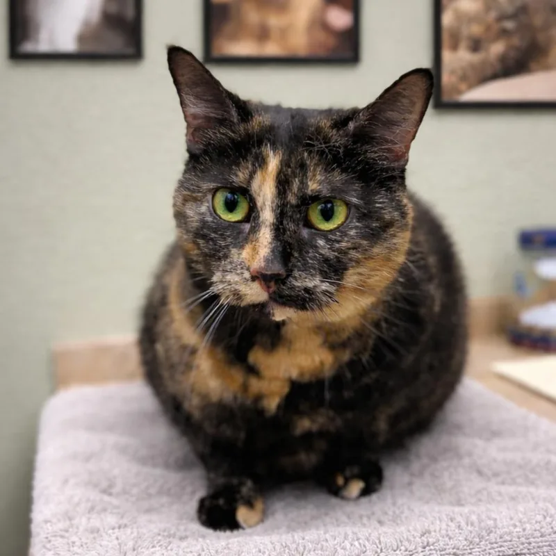 A senior small-sized female Tortoiseshell Domestic Short Hair cat named April for adoption in Hemet, CA