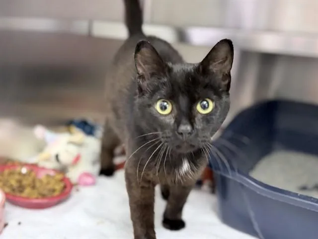 A young small-sized female Domestic Short Hair cat named Olive for adoption in Ames, IA