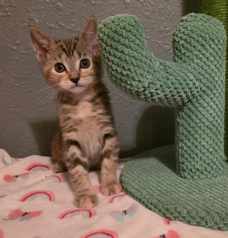 A baby small-sized female Domestic Short Hair cat named Cherry for adoption in Stillwater, OK