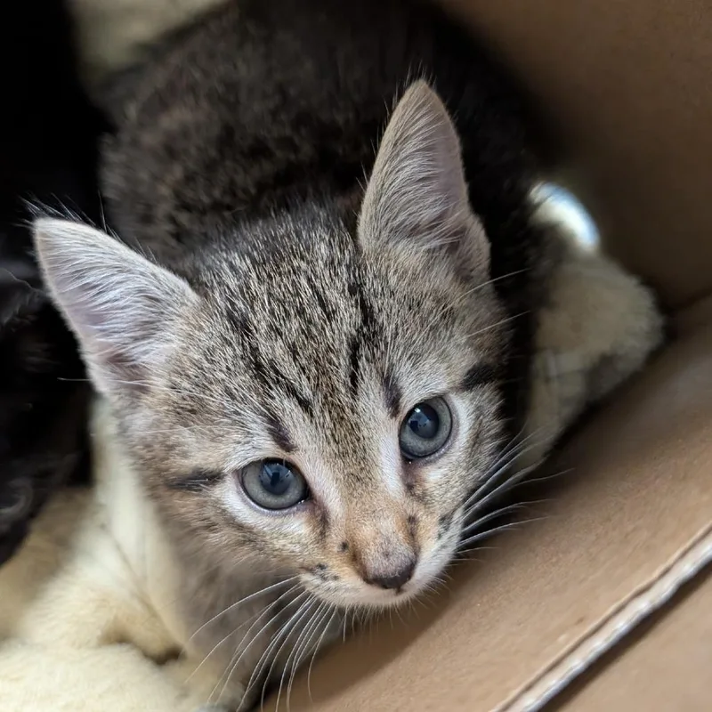 A baby small-sized male Brown / Chocolate Domestic Short Hair cat named Lewis for adoption in Greenville, SC