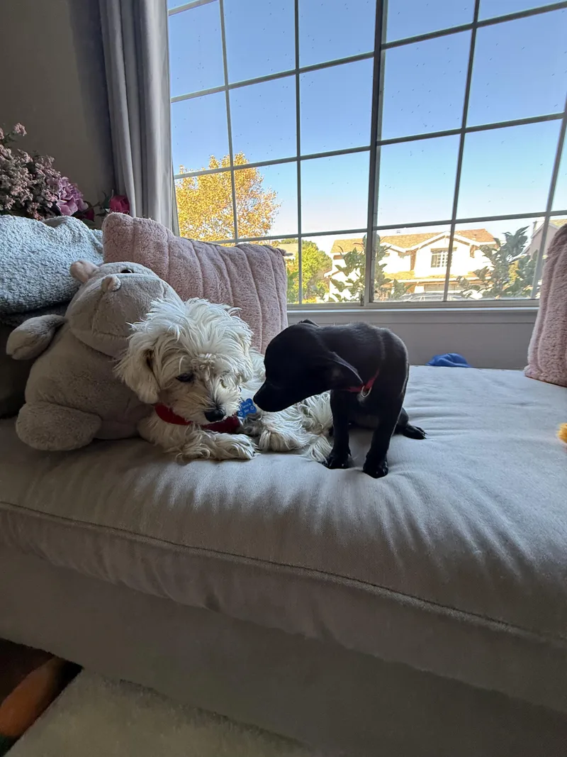 A baby small-sized female Black Chiweenie dog named Gemma for adoption in Lafayette, CA