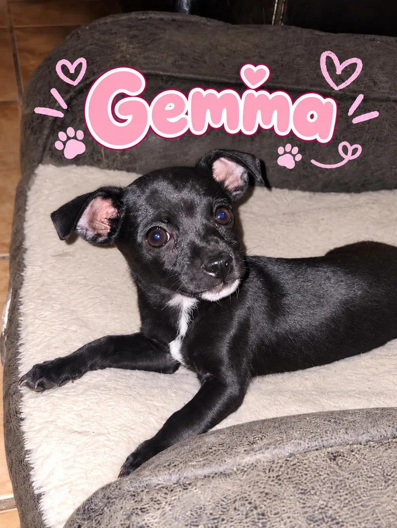 Gemma thumbnail 5