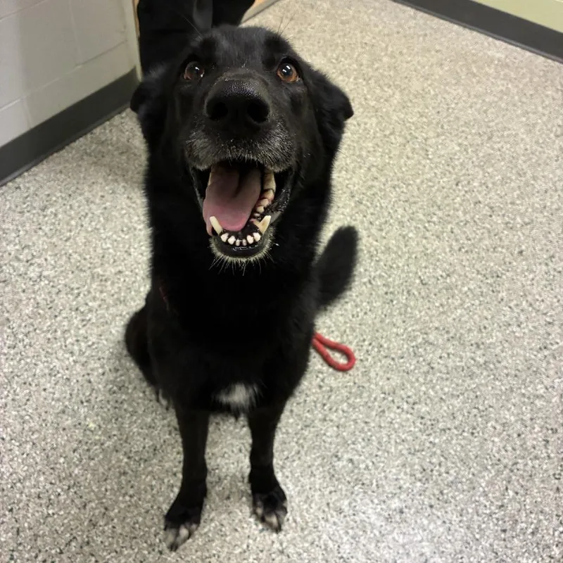 An adult medium-sized female German Shepherd Dog dog named Ruby for adoption in Cedar Rapids, IA
