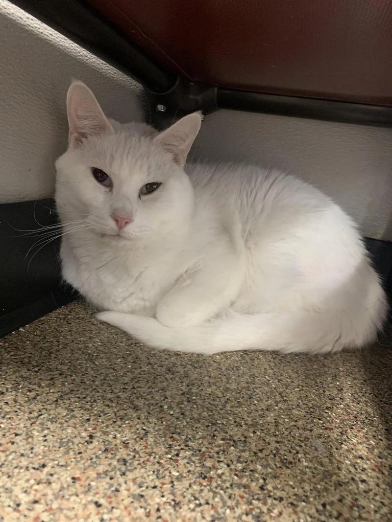 An adult medium-sized male White Domestic Short Hair cat named Spot for adoption in Sanford, FL