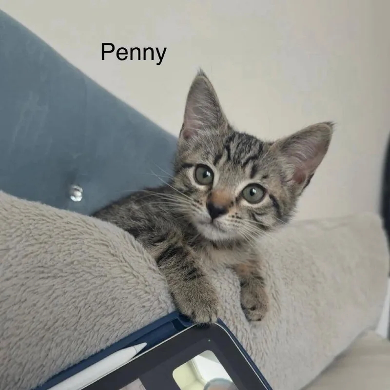 Penny