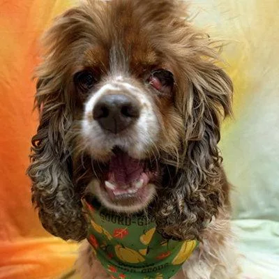 A young medium-sized female Cocker Spaniel dog named Hazel for adoption in Arlington, VA