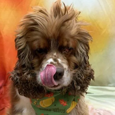 Hazel thumbnail 3
