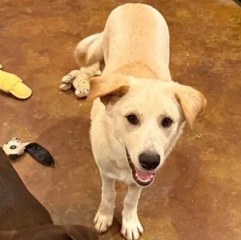 A baby medium-sized male Yellow Labrador Retriever dog named Teddy for adoption in Williston, VT