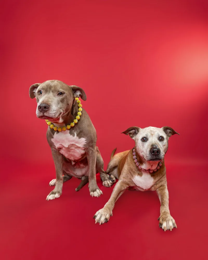 Thelma & Louise thumbnail 5