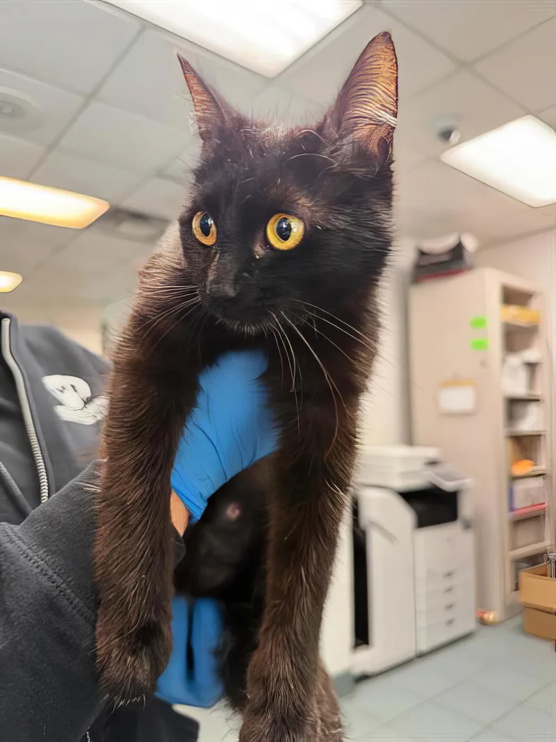 A young small-sized female Black & White / Tuxedo Domestic Short Hair cat named June for adoption in Nashville, TN