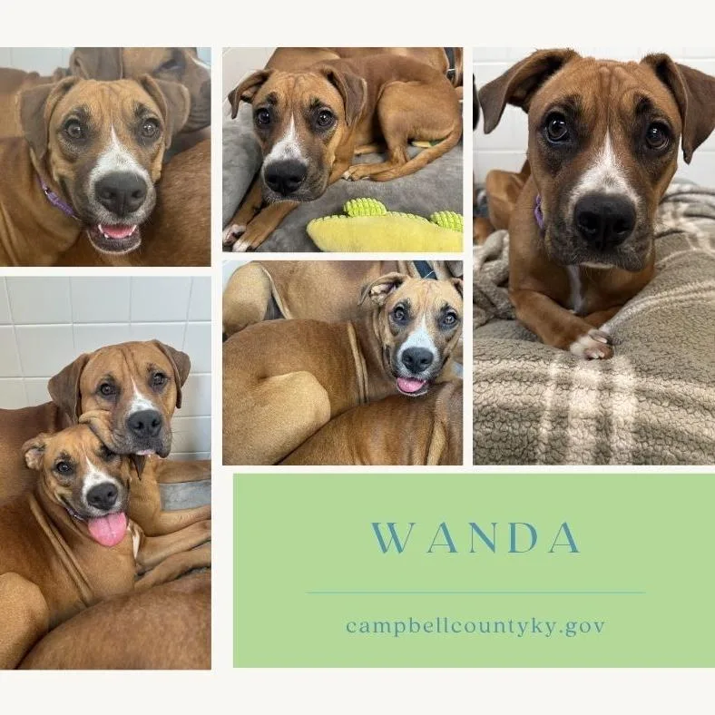 An adult medium-sized female Boxer dog named Wanda for adoption in Melbourne, KY