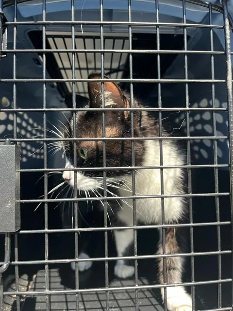 An adult small-sized female Domestic Short Hair cat named Sophie for adoption in Fort Walton Beach, FL