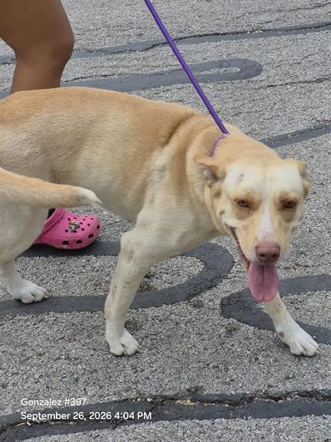 A young large-sized female Shepherd dog named Skye for adoption in San Antonio, TX