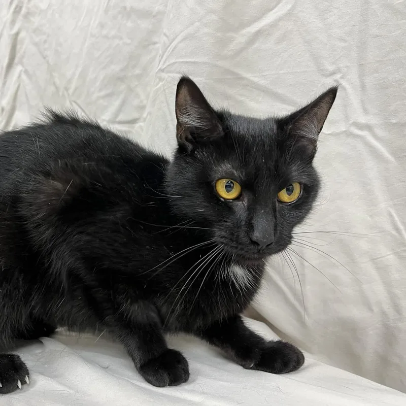 An adult medium-sized female Black Domestic Short Hair cat named Nashira for adoption in Lyndhurst, VA